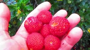 Easy to care for, it adapts to all soil types, either in beds or in hedges, or in pots or garden boxes for a terrace. Harvesting Juicy Strawberry Tree Fruit Youtube