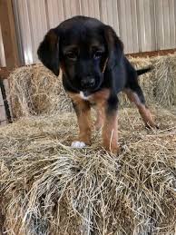 Dogs For Adoption Petfinder Dog Adoption Animal Projects Dog Pounds