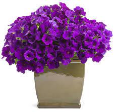 Bobo ® hydrangea is engulfed by large white flowers in summer. Top 50 Best Selling Annuals Proven Winners