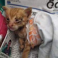Maybe you would like to learn more about one of these? My Kitten Died Today It Was Just 15 Days Old Extremely Cute And So Much Hurt We D Found It That Way The Vet Misguided Us And Led It To It S Demise Both