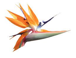 Bird Of Paradise Transparent Flowers Flower Bird Flowers