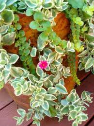 Check spelling or type a new query. Aptenia Cordifolia Variegata