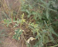 Image result for Sesbania bispinosa