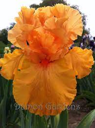 Pin On Iris
