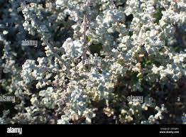 Image result for Eriocephalus racemosus