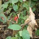 Image result for Gnetum africanum