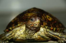 Maybe you would like to learn more about one of these? Zootierlistehomepage