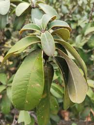 Image result for Englerophytum rwandense