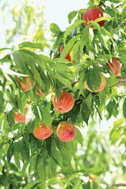 Fruit trees are very useful since it produces edible crop that anyone can eat or as an ingredient of a. Peach Fruit Description Facts Britannica