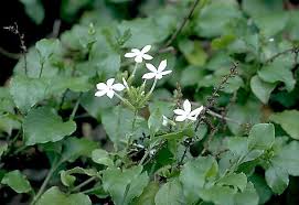 Image result for Plumbago zeylanica