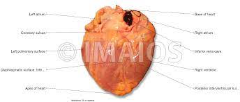 Do you know the bones of the skull?. Heart Illustrated Anatomy
