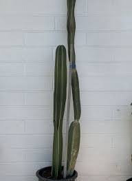 Image result for Lophocereus marginatus