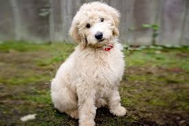 Groodle Golden Doodle Breed Info Stats Photos Videos