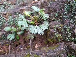 Image result for Actiniopteris