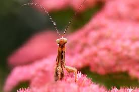 This mantis was praying, i mean his antennas was down, legs spreaded, and he was really praying. Praying Mantis Life Span How Long Do Praying Mantis Live Praying Mantis