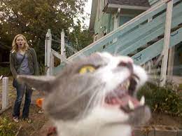 Funny Cat Photobombs Funny Animals With Captions Funny Pictures Funny Animal Pictures