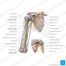 Smartdraw includes 1000s of professional healthcare and anatomy chart templates that you can modify and make your own. Radial Nerve Arteries And Veins Axillary Nerve Nerve
