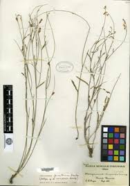 Image result for Aeschynomene pawekiae