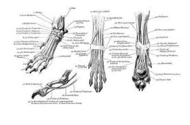 Charts On Greyhound Anatomy Awesome Paws Camp Greyhound