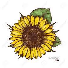 Sunflower Vintage Engraved Illustration Sunflower Isolated Sunflower Drawing Sunflower Illustration Sunflower Clipart