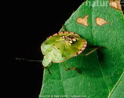 Image result for Nesaea polycephala
