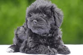 Poodle mixes combine a standard, miniature, or toy poodle with. 10 Poodle Mix Breeds That Will Melt Your Heart