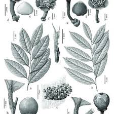 Image result for Drypetes arguta