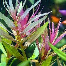 Image result for Limnophila