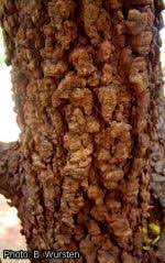 Image result for Senna singueana