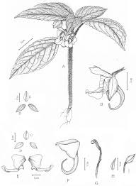 Image result for Achyrospermum laterale