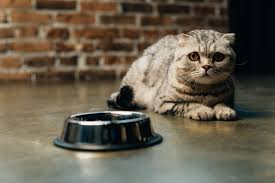 Reverse sneezing is caused by a spasm of the throat and soft palate that is triggered by an irritant. The Cat S Meow Archives Lone Tree Veterinary Medical Center
