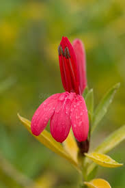 Image result for Justicia nyassana