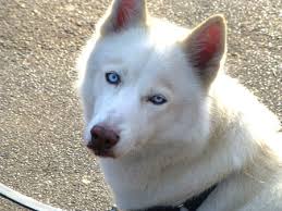 I Want A White Dog With Blue Eyes Luv My Dogs