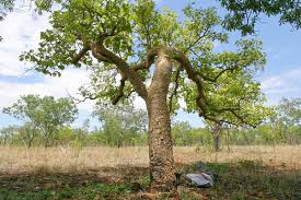 Image result for Gyrocarpus