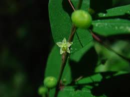 Image result for Phyllanthus tenellus