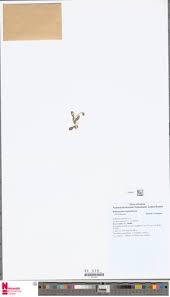 Image result for Bulbophyllum unifoliatum