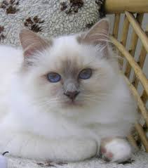 Birman Kittens For Sale Nsw Lilac Birman Google Search Birman Kittens Gorgeous Cats Beautiful Cats