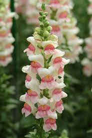 Antirrhinum Majus Flower Uses Best Flower Wallpaper