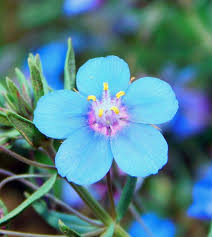 Image result for Lysimachia monelli