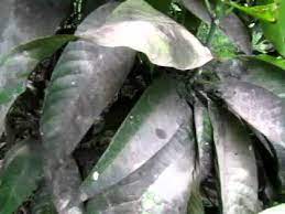 Development of Sooty Mould on Mango Leaf after Hopper Attack.MOV - YouTube