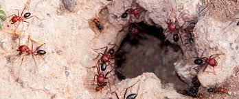 Instead, they chew tunnels and cavities in it in order to establish their nests inside. Why Ant Bait Is Better And How To Bait Fire Ants