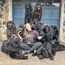 this woman lives with 9 fluffy newfoundlands mnn mother nature network bear dog breed dog breeds cute dogs