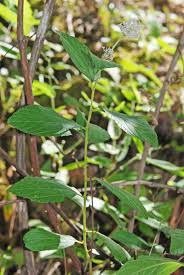 Image result for Rhamnaceae