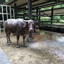 Campbell's cheddar cheese soup mac and cheese / 3. Pembekal Daging Segar Lembu Kerbau Startseite Facebook