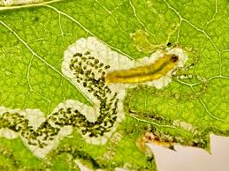 Image result for Stigmella anomalella