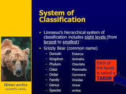 Unit 11 Classification Of Living Things Ppt Download