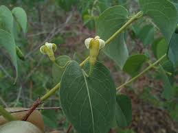 Image result for Rytigynia sp. N