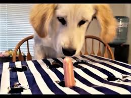 Instead, bell peppers are much more suitable. Puppy Vs Hot Dog Pranking My Golden Retriever Puppy Puppy Whack A Mole Challenge Youtube