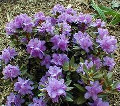 Google Image Result For Http Www Westonnurseries Com Cclib Image Plants Deta Plants Blue And Purple Flowers Rhododendron