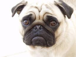 Pug Cinsi Kopek Turleri Ve Ozellikleri Cinsleri Net